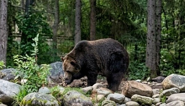 How Calgary Trees Are Enriching Zoo Habitats — And Inspiring Our Backyards